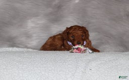 Mini Goldendoodle dogs for sale: Cami - Image 13