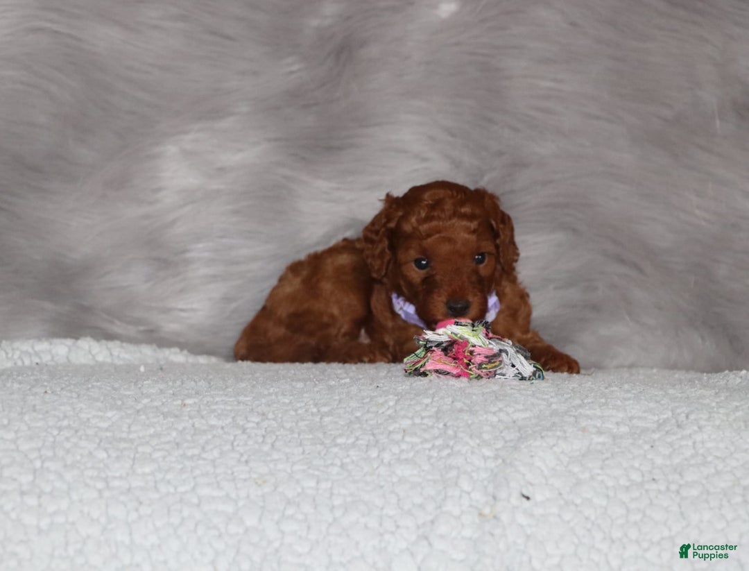 Mini Goldendoodle dogs for sale: Cami - Image 13