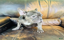 French Bulldog dogs for sale: Buddy - Image 20