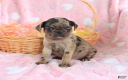 Pug dogs for sale: Amber - Image 4