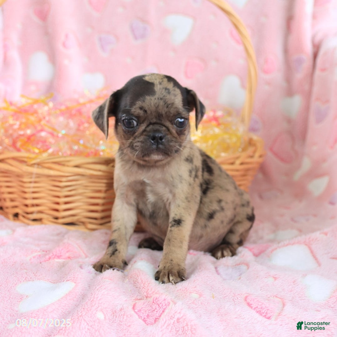 Pug dogs for sale: Amber - Image 4
