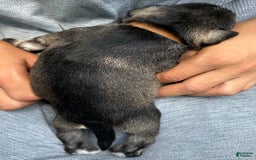 Miniature Schnauzer dogs for sale: Bernie - Image 1