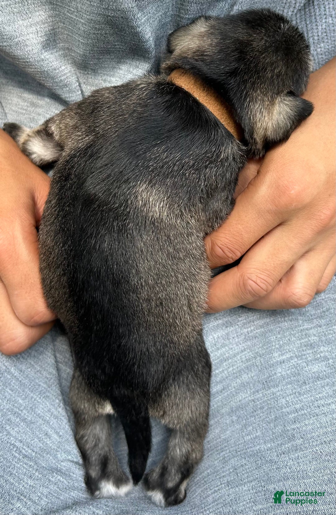 Miniature Schnauzer dogs for sale: Bernie - Image 1