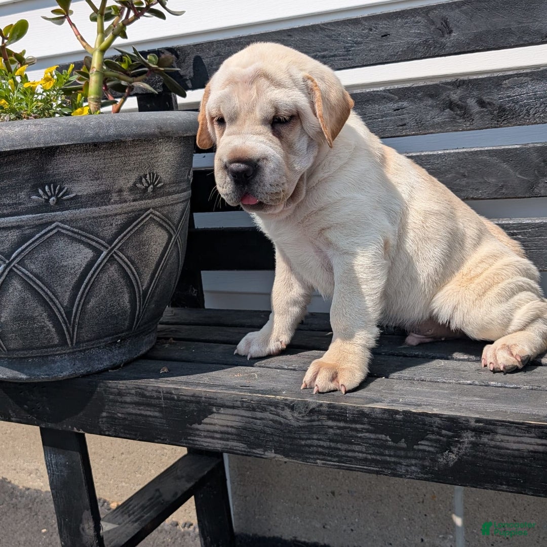 Mini Hippo dogs for sale: Cody - Image 17
