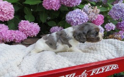 Cocker Spaniel dogs for sale: Zoey - Image 2