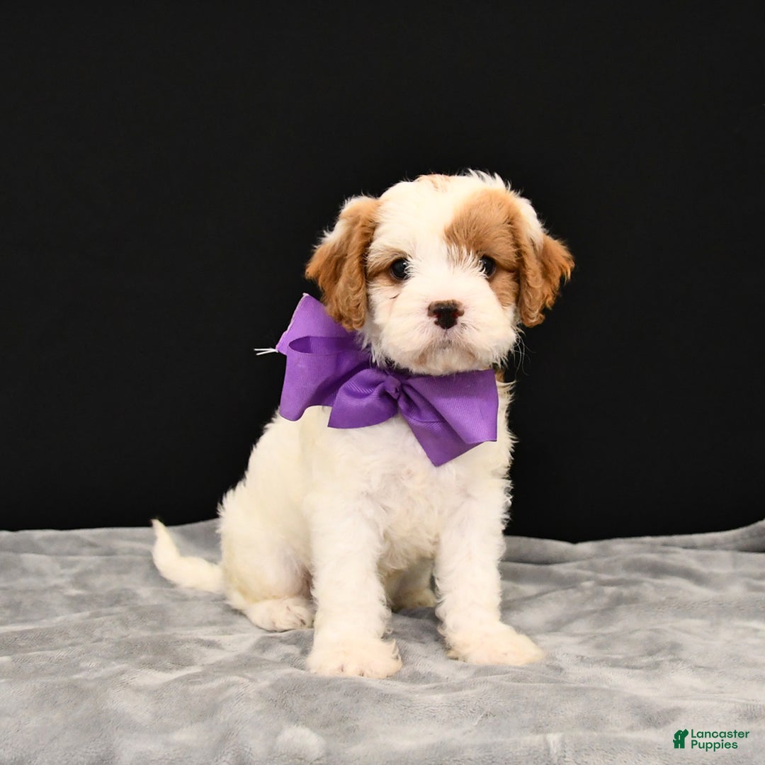 Cavapoo dogs for sale: Caramel - Image 4
