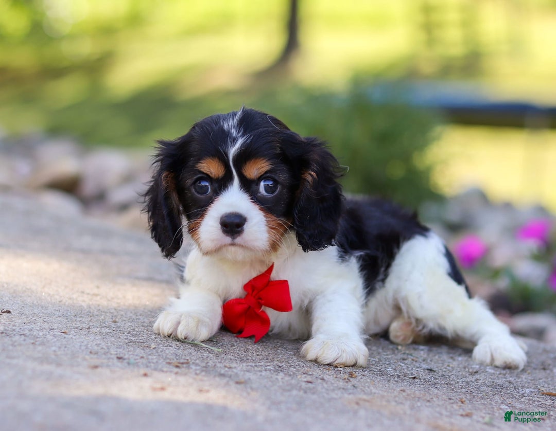 Cavalier King Charles Spaniel dogs for sale: Tucker - Image 4