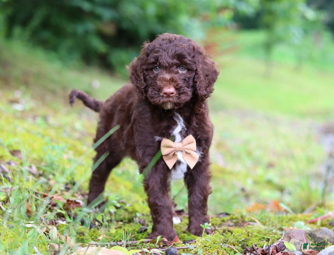 Goldendoodle dogs for sale: Baylor - Image 1