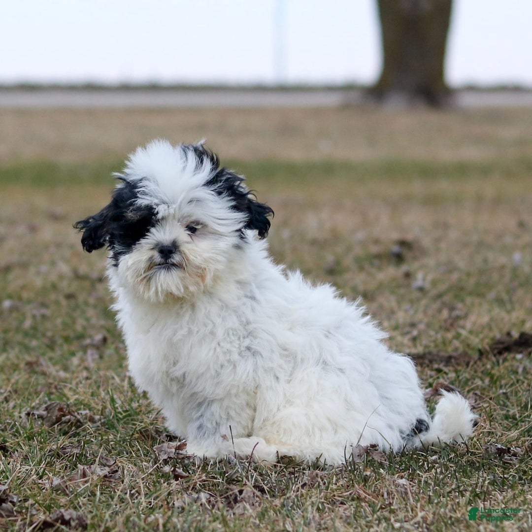 Shihpoo dogs for sale: Benny - Image 21