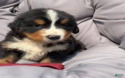 Bernese Mountain Dog dogs for sale: Red - Image 5
