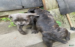 Cane Corso dogs for sale: Isis - Image 3