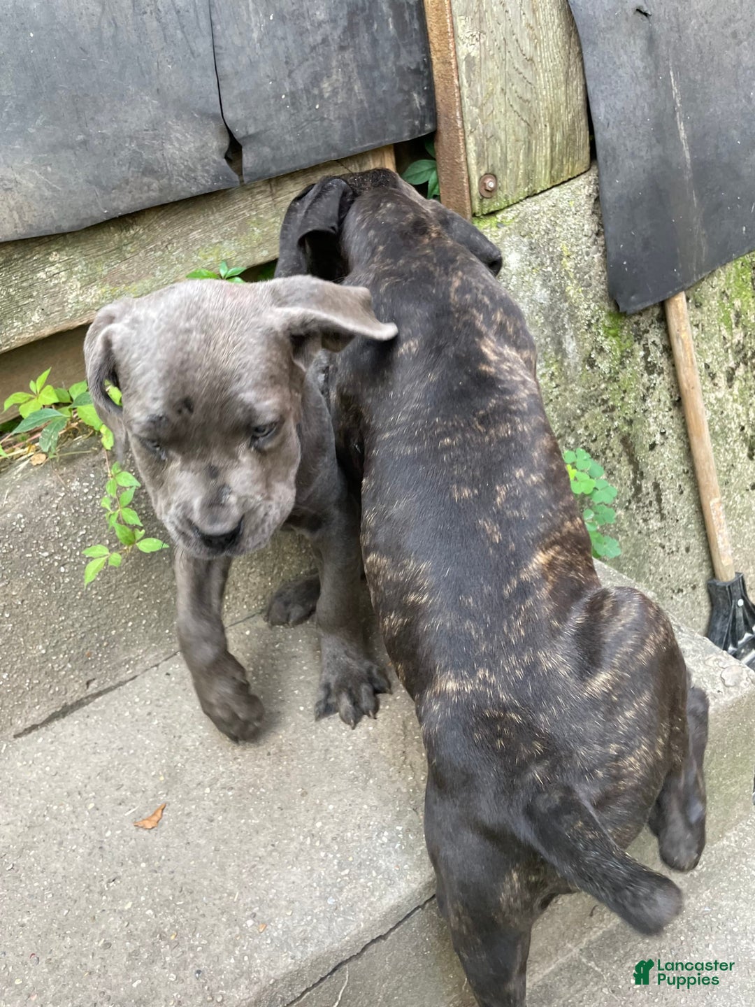 Cane Corso dogs for sale: Isis - Image 3