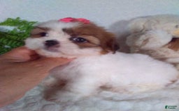 Shih Tzu dogs for sale: Baby - Image 6
