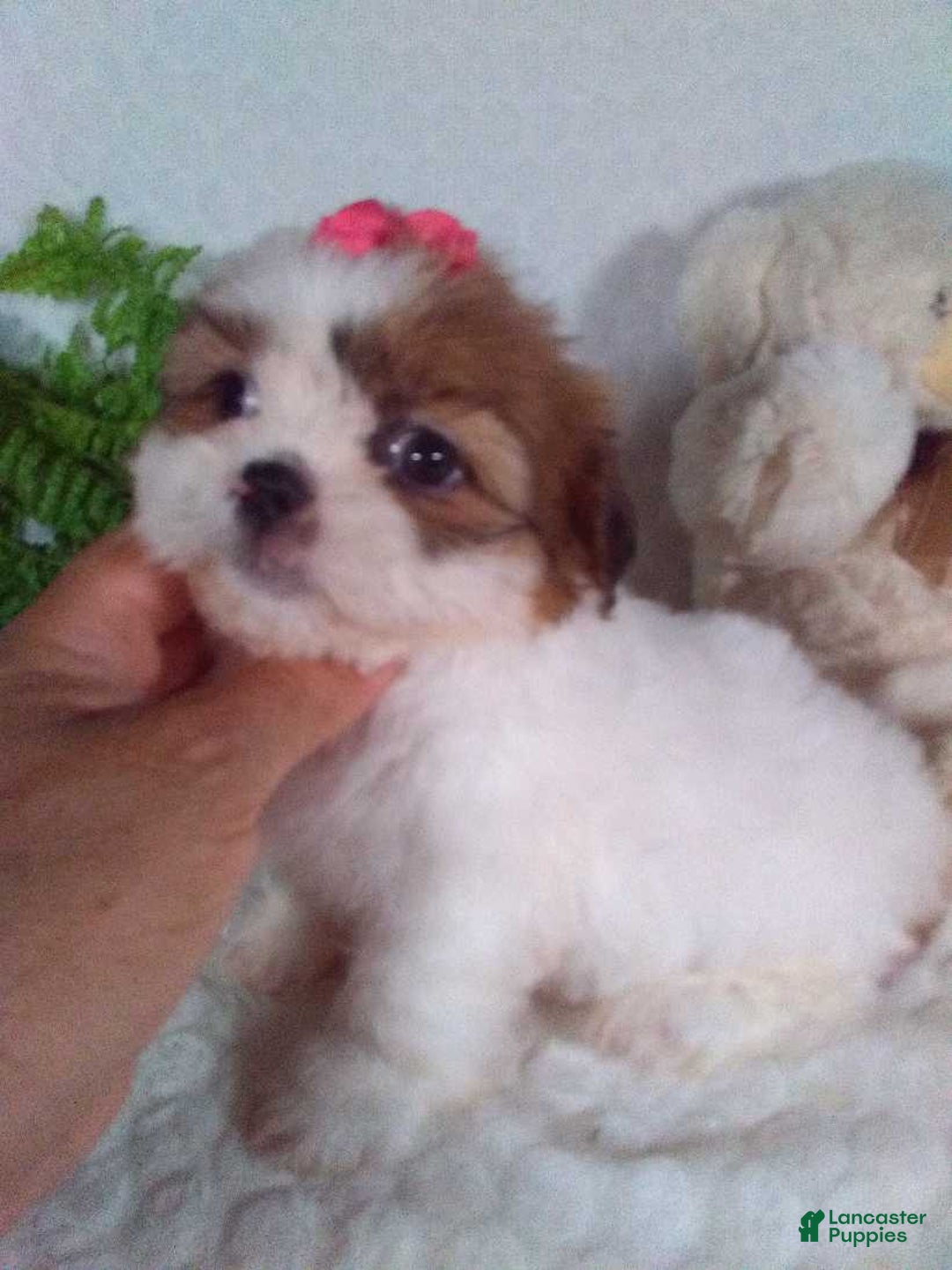 Shih Tzu dogs for sale: Baby - Image 6
