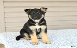 Gerberian Shepsky dogs for sale: Jade - Image 3
