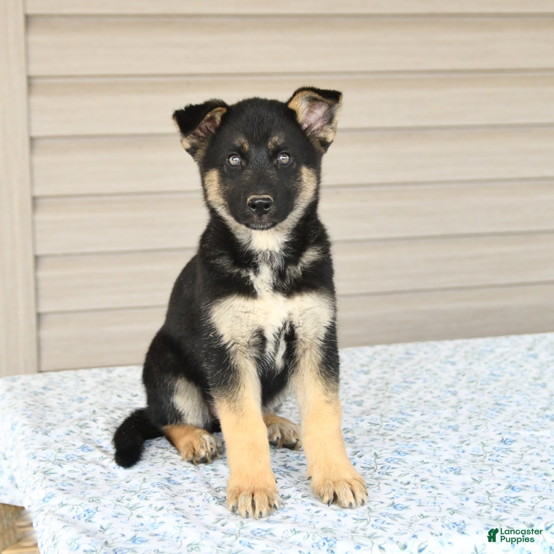 Gerberian Shepsky dogs for sale: Jade - Image 3
