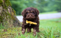 Cockapoo dogs for sale: Bruno - Image 8