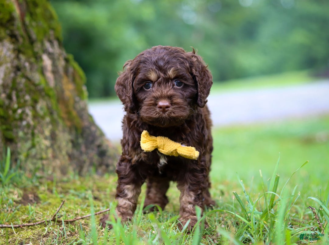 Cockapoo dogs for sale: Bruno - Image 8