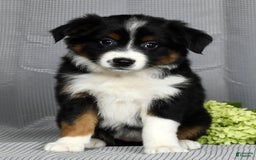 Miniature Australian Shepherd dogs for sale: Aurora - Image 2