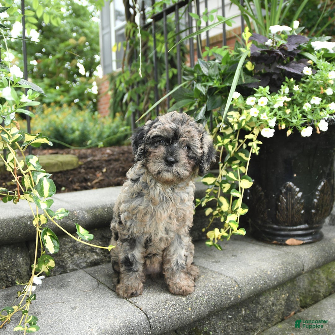 Cavapoo dogs for sale: Remi - Image 5