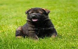 German Shepherd dogs for sale: Greta - Image 7