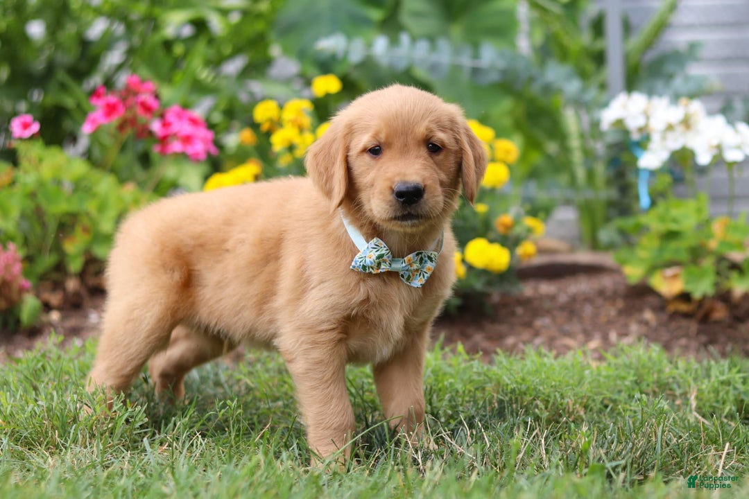 Golden Retriever dogs for sale: Mahlon - Image 4