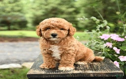 Havapoo dogs for sale: Carter - Image 1