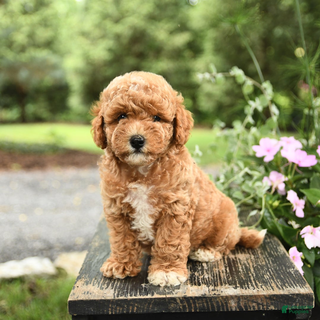 Havapoo dogs for sale: Carter - Image 1