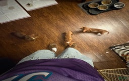 Dachshund dogs for sale: Tiny - Image 1