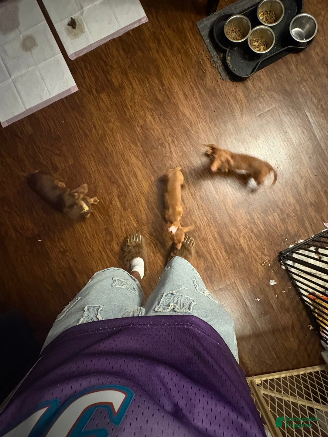 Dachshund dogs for sale: Tiny - Image 1