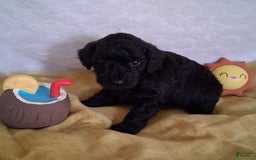 Mini Aussiedoodle dogs for sale: Pepper - Image 6