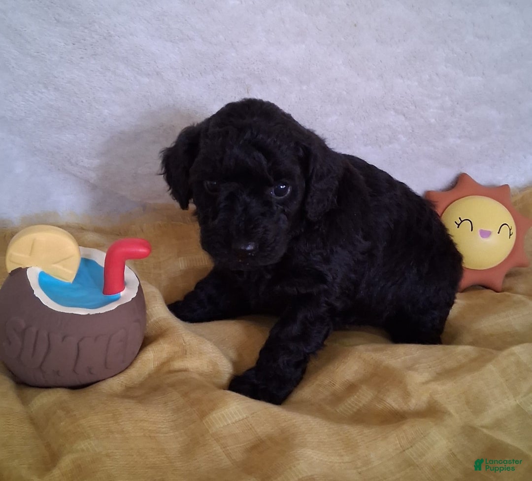 Mini Aussiedoodle dogs for sale: Pepper - Image 6