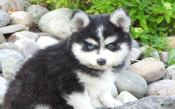 Pomsky dogs for sale: Charlie - Image 1