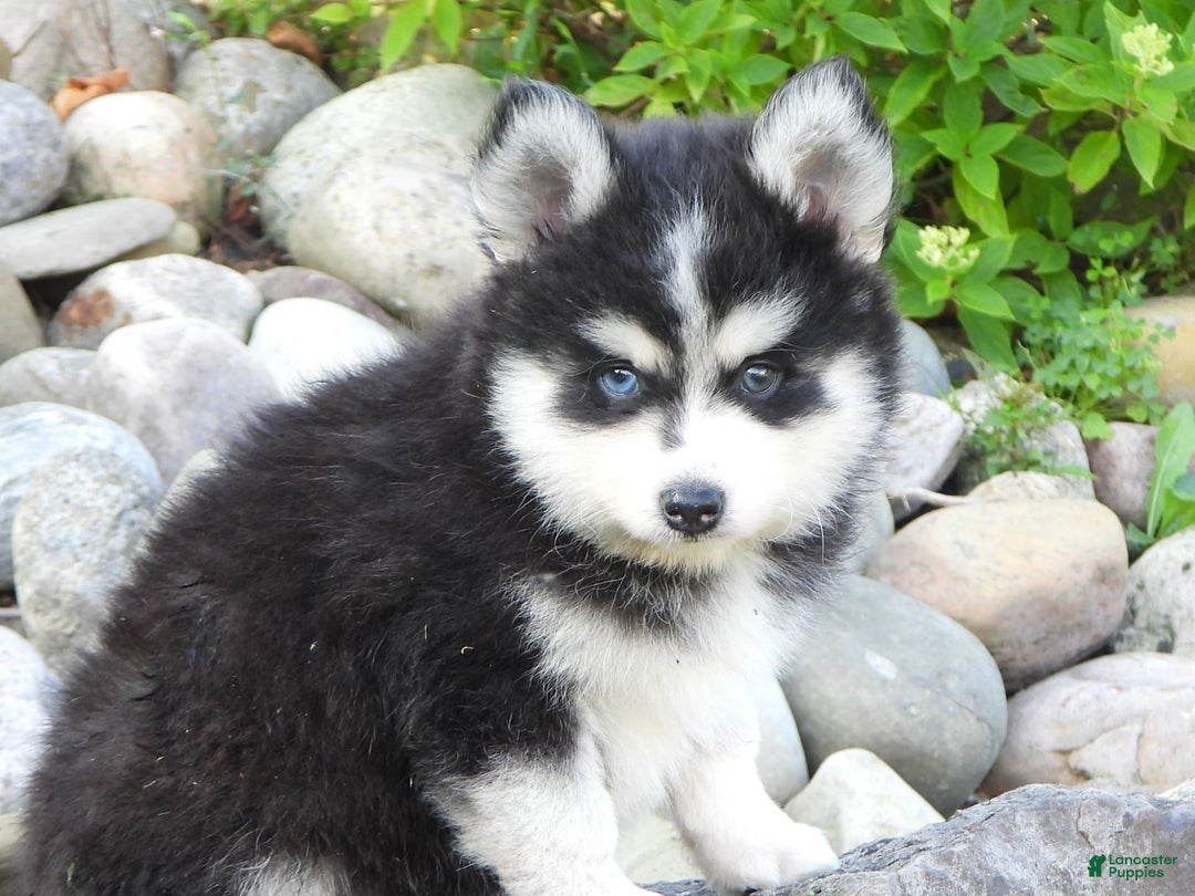 Pomsky dogs for sale: Charlie - Image 1