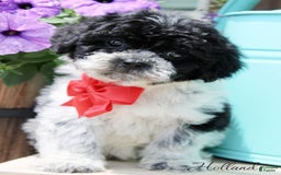 Shihpoo dogs for sale: Holland - Image 1
