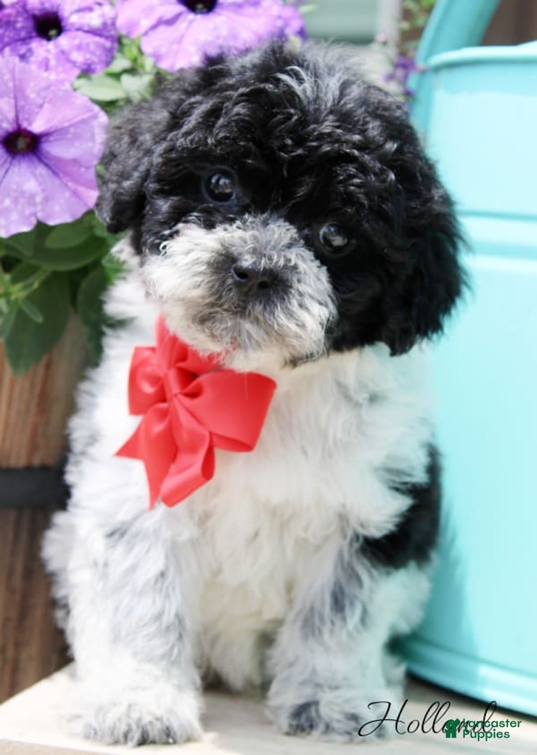 Shihpoo dogs for sale: Holland - Image 1