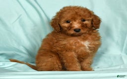 Mini Goldendoodle dogs for sale: Dolly - Image 9