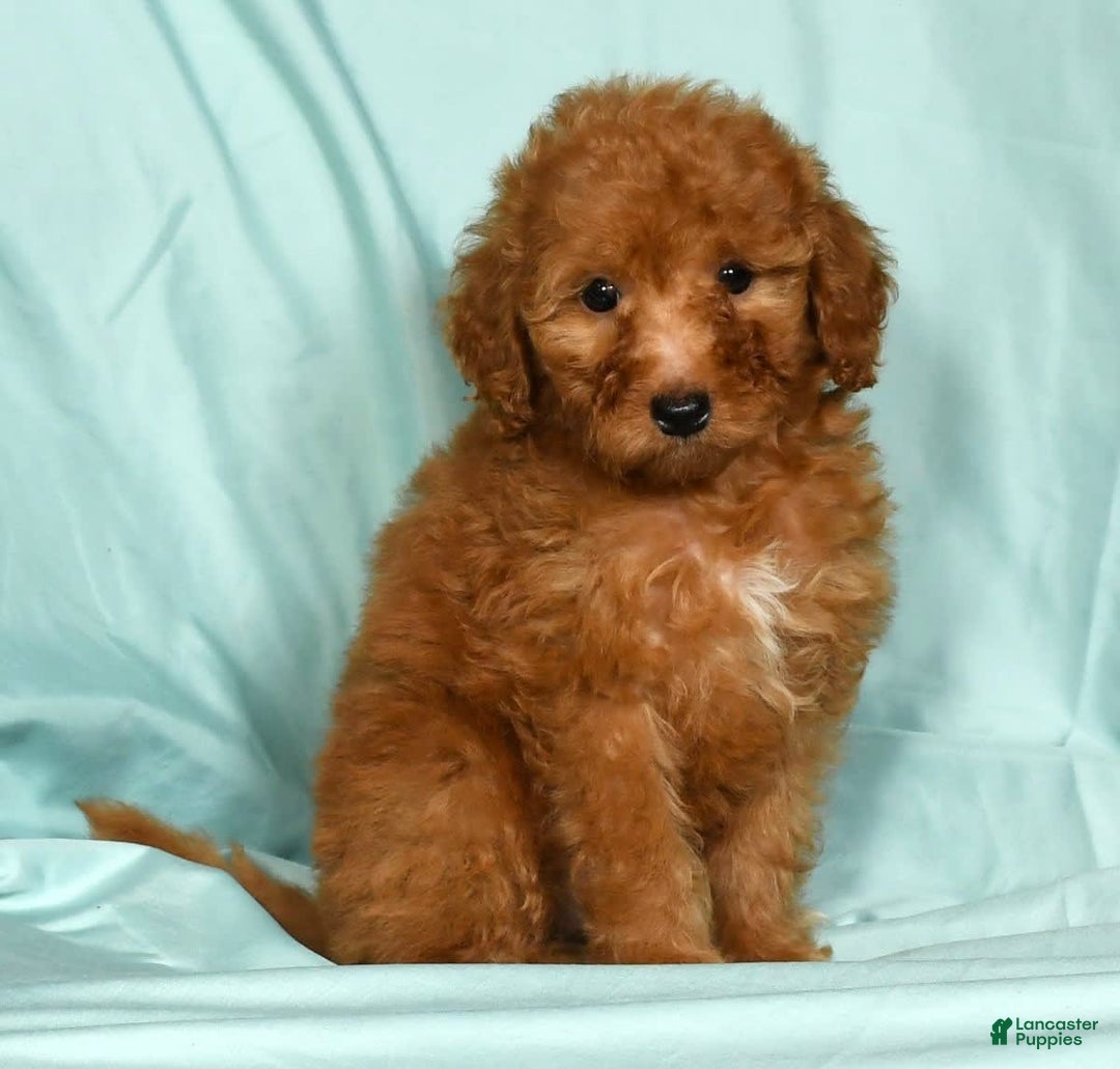 Mini Goldendoodle dogs for sale: Dolly - Image 9