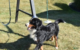 Bernese Mountain Dog dogs for sale: Lexi - Image 12