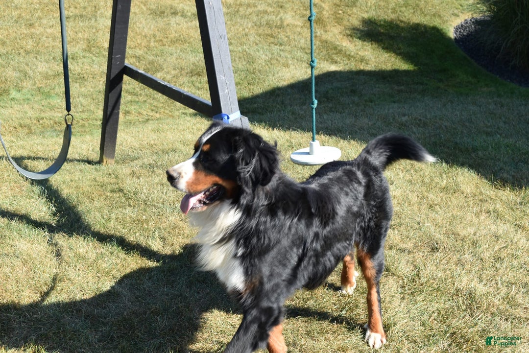 Bernese Mountain Dog dogs for sale: Lexi - Image 12