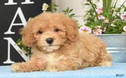 Bichpoo dogs for sale: Shelly - Image 9