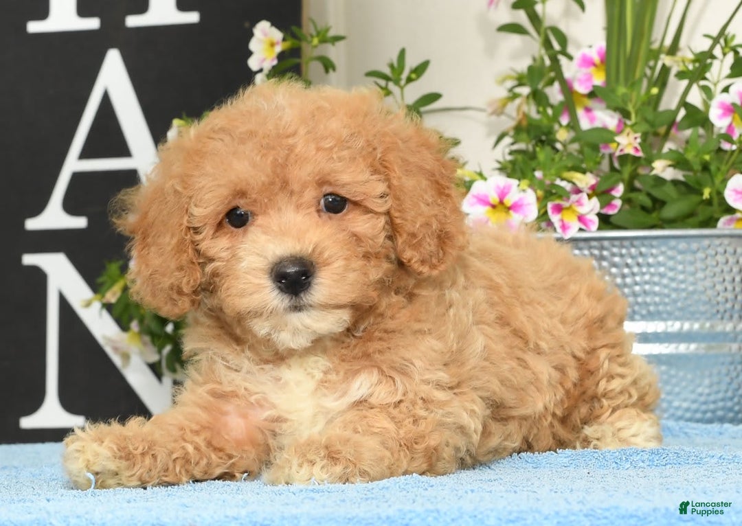 Bichpoo dogs for sale: Shelly - Image 9