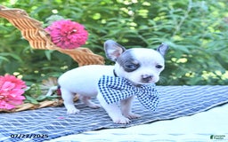 Chihuahua dogs for sale: Boston - Image 3