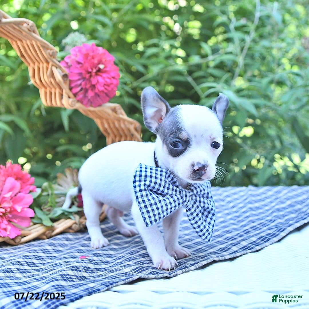 Chihuahua dogs for sale: Boston - Image 3