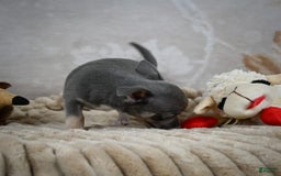 Chihuahua dogs for sale: Saul - Image 9