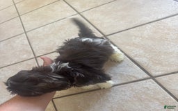 Shih Tzu dogs for sale: Baruch - Image 1