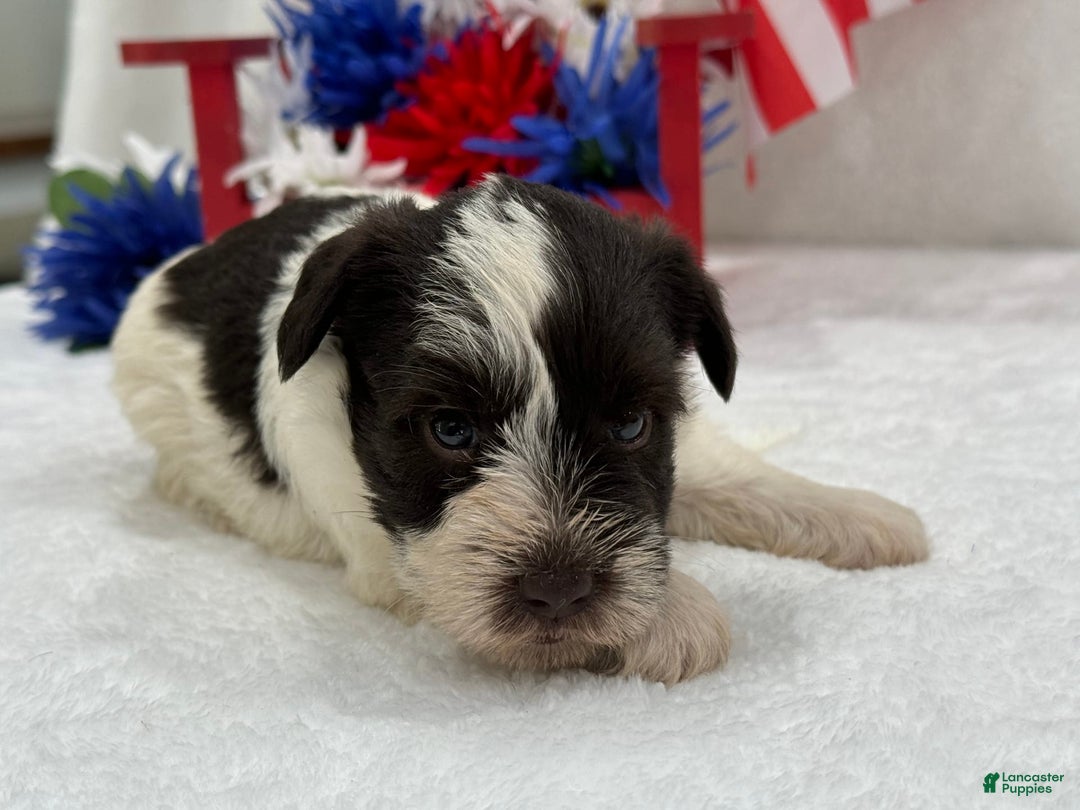 Miniature Schnauzer dogs for sale: Paisley Female 1 Liver Parti - Image 3