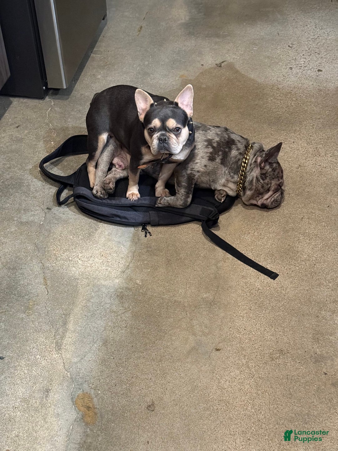 French Bulldog dogs for sale: Dior - Image 10