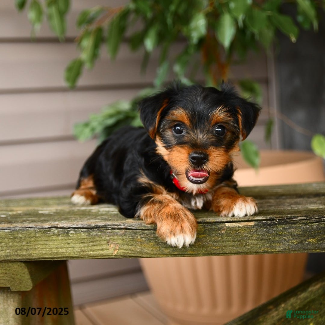 Yorkshire Terrier dogs for sale: Yorkshire Terrier 5 puppies - Image 17
