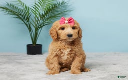 Mini Goldendoodle dogs for sale: Sunshine - Image 1